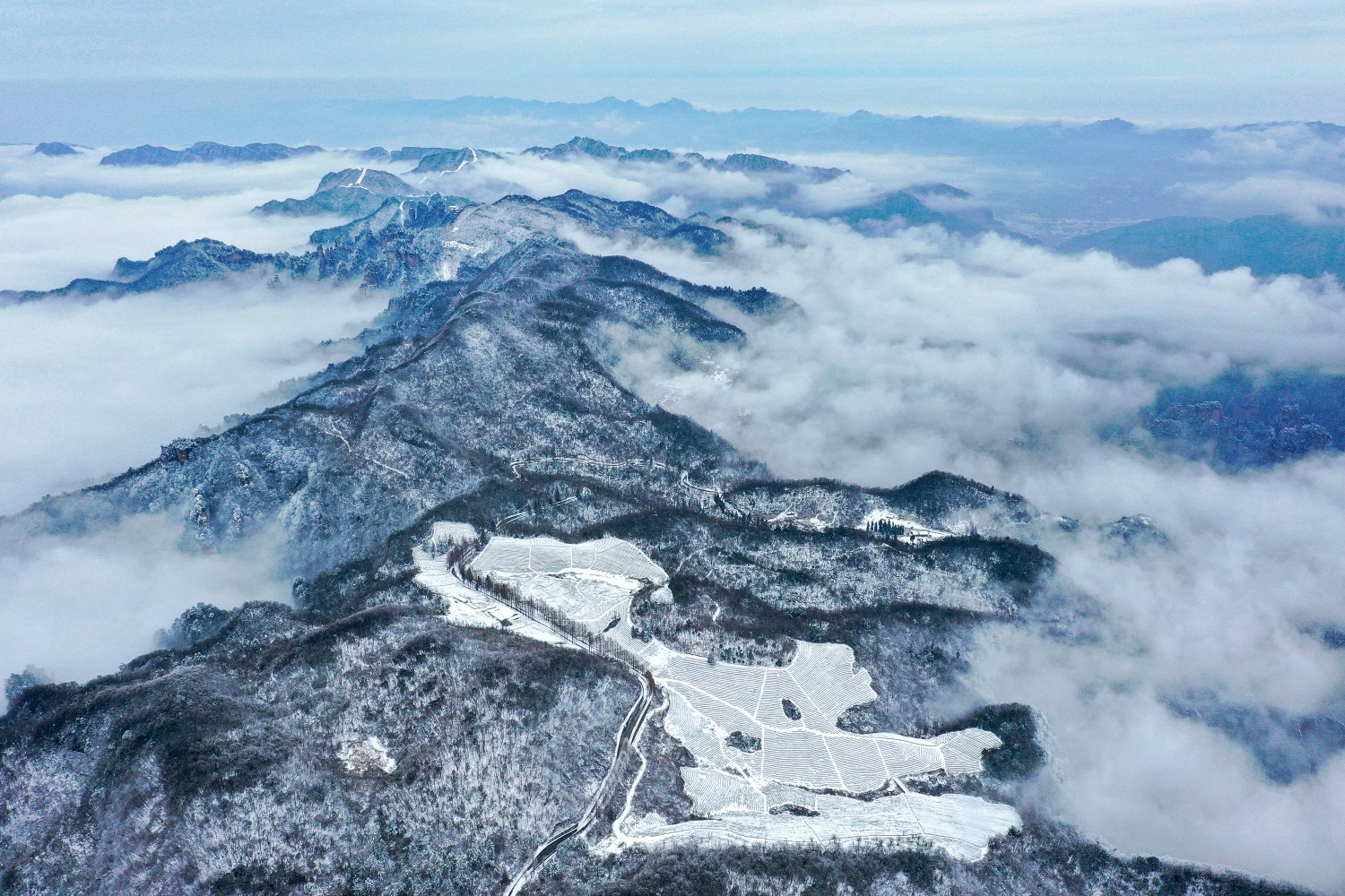 銅獎 雪后御茶園 廖頌怡 攝.jpg