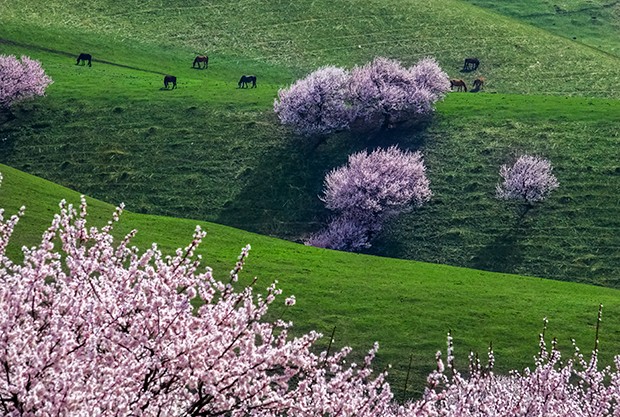 3.杏花溝牧場(chǎng)           余根深                 伊犁杏花溝.jpg